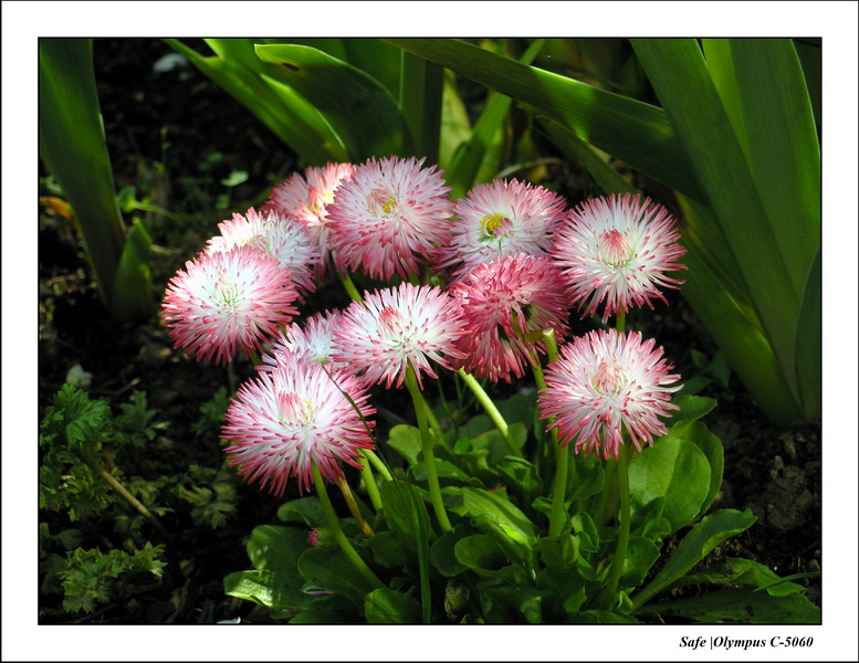 2005 - 04 - Jardin 01